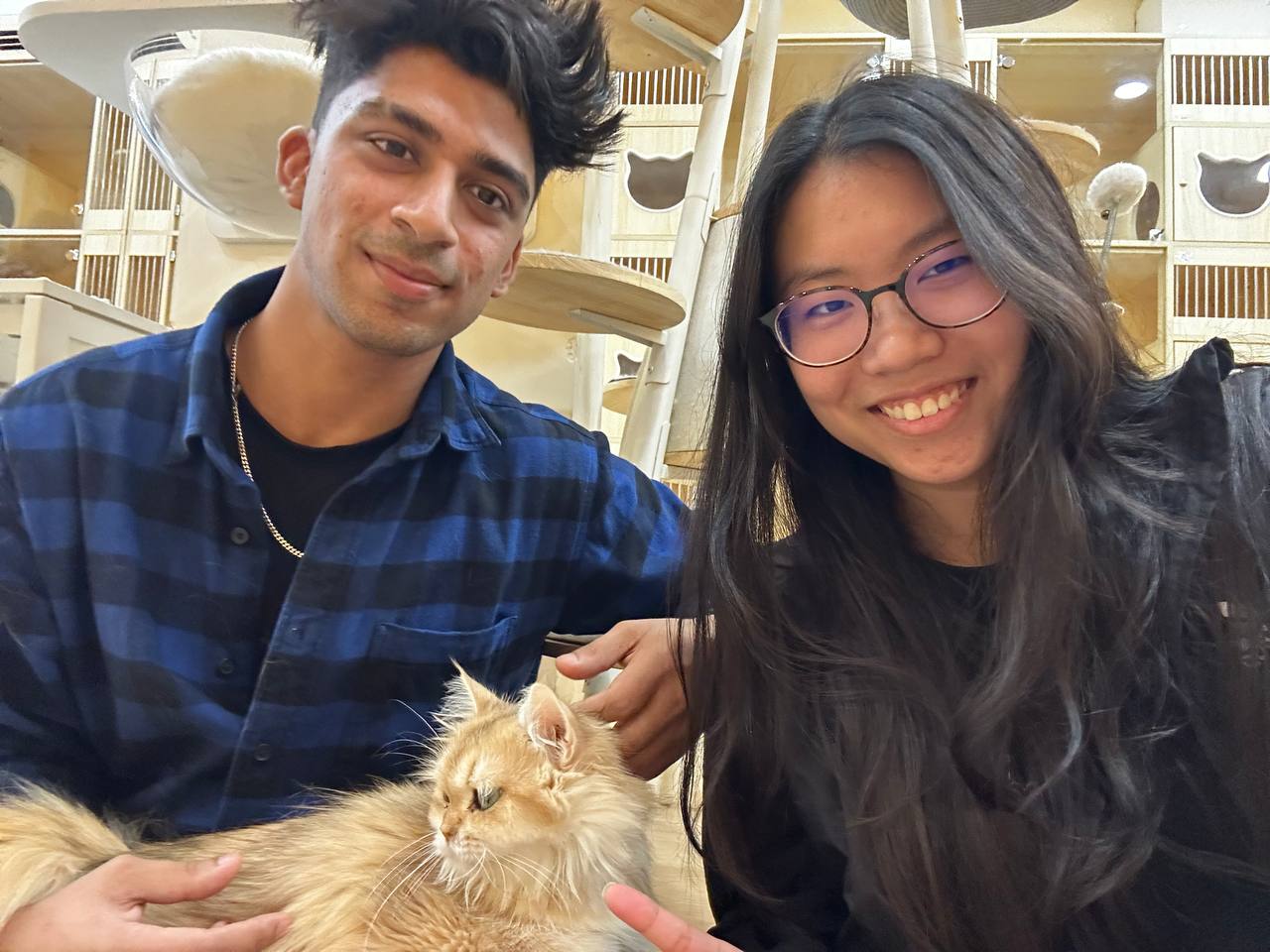 Cat Cafe